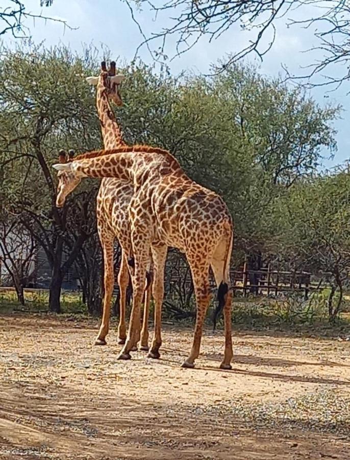 Apartmán Kudus Crest Bush Retreat Marloth Park Exteriér fotografie