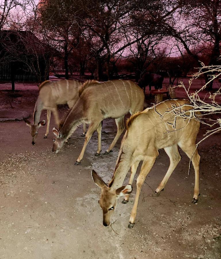 Apartmán Kudus Crest Bush Retreat Marloth Park Exteriér fotografie